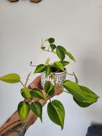 Philodendron brazil, Huis en Inrichting, Kamerplanten, Overige soorten, Minder dan 100 cm, Ophalen of Verzenden, Halfschaduw
