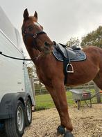 Ruin D-pony 10 jaar, Dieren en Toebehoren, Paarden, Ruin