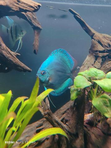 Discus  beschikbaar voor biedingen