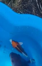 2 comète noir de plus ou moins 30 cm et un beau koï japonais, Dieren en Toebehoren, Vissen | Vijvervissen