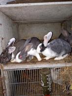 Jonge voedsters, Dieren en Toebehoren