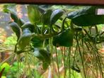 Aquariumplant Anubias, Dieren en Toebehoren, Ophalen, Zo goed als nieuw, Plant(en), Steen of Hout