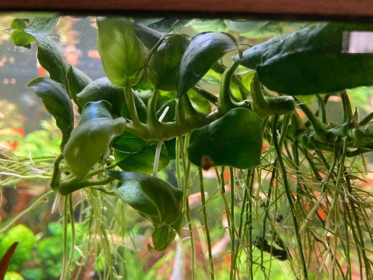 Aquariumplant Anubias, Animaux & Accessoires, Poissons | Aquariums & Accessoires, Comme neuf, Plante(s), Pierre ou Bois, Enlèvement