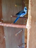 Blauwe pennant rosella te koop, Dieren en Toebehoren