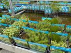 Vijverplantjes,oeverplanten,waterlelies, Ophalen