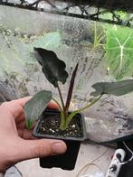 Alocasia Antoro Velvet, Maison & Meubles, Plantes d'intérieur, Autres espèces, En pot, Moins de 100 cm, Enlèvement