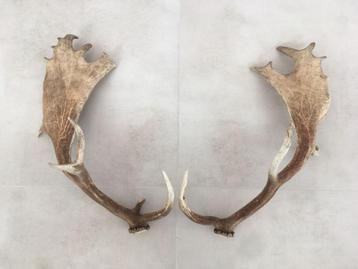 Decoratieve geweien, los koppel hert damhert eland beschikbaar voor biedingen