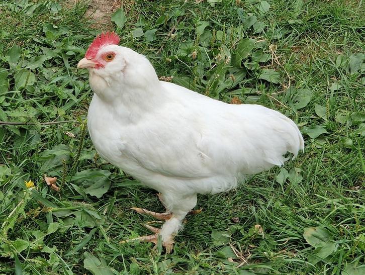 Faverolles kriel haan, Dieren en Toebehoren, Pluimvee, Kip, Mannelijk