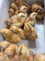 Rhode Island, Dieren en Toebehoren, Pluimvee, Geslacht onbekend, Kip