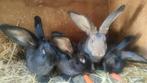 Vlaamse reus rammelaar, Dieren en Toebehoren, Konijnen