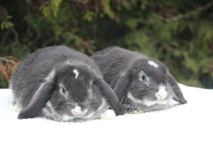 Koppel raszuivere nhd dwergkonijnen, Dieren en Toebehoren, Konijnen, Dwerg, Mannelijk, 0 tot 2 jaar, Hangoor