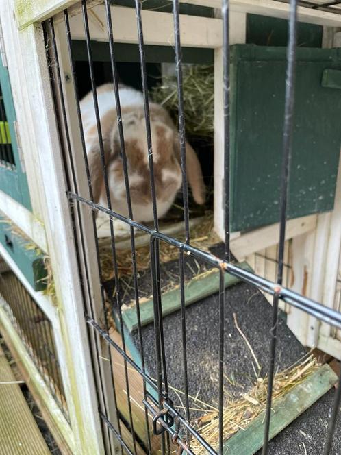 Konijnenhok 1-5 konijnen nog in verpakking meegroeimodel, Animaux & Accessoires, Rongeurs & Lapins | Cages & Clapiers, Niche, 60 à 90 cm