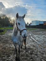 Halve stal, verzorger gezocht, Dieren en Toebehoren, Paarden, Merrie