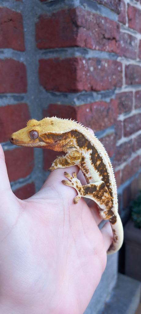1.0 Tricolor Lilly White wimpergekko man (+ Terrarium), Dieren en Toebehoren, Reptielen en Amfibieën, Hagedis, 0 tot 2 jaar, Met terrarium