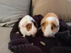 2 Cavias gratis mee te nemen, Dieren en Toebehoren, Cavia, Mannelijk, Mei, Tam