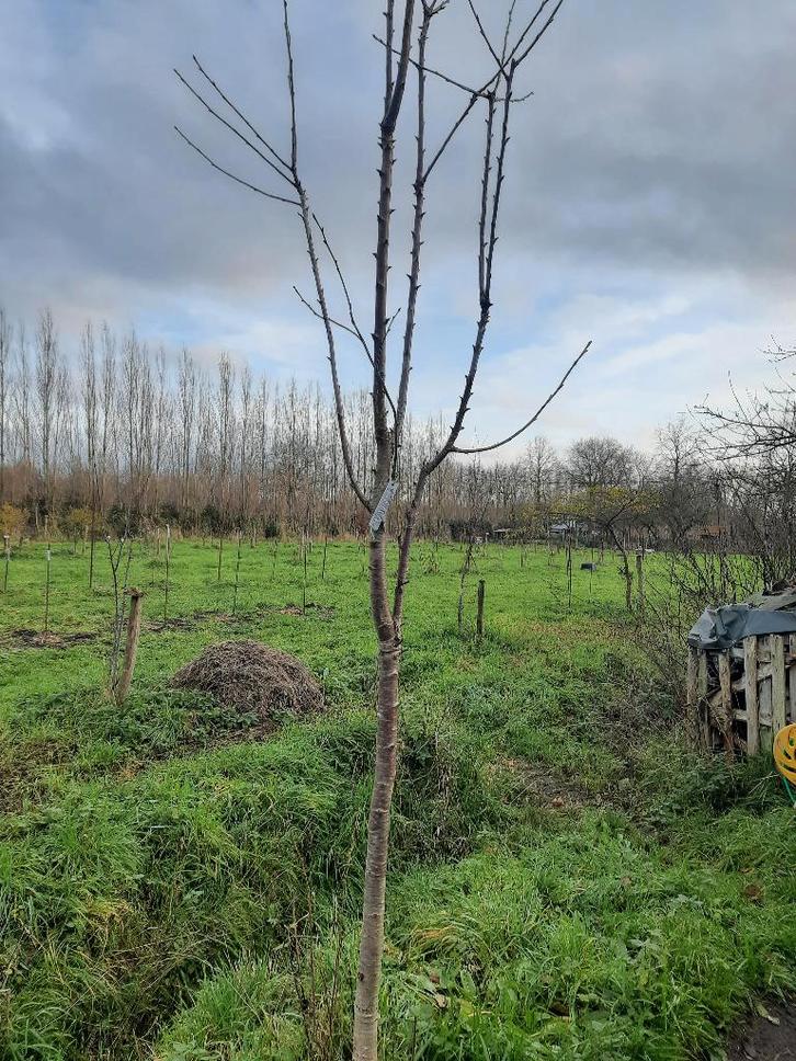 kersenbomen hoogstam, Tuin en Terras, Planten | Fruitbomen, Kersenboom, Ophalen of Verzenden