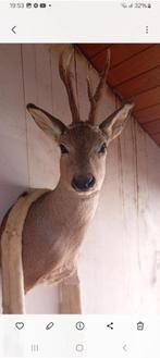 Taxidermie ree zeer goede staat, Ophalen