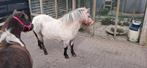 Shetlander  merries, Dieren en Toebehoren, Pony's, Hengst