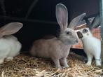 Tamme Vlinder konijnen zoeken nieuwe thuis, Dieren en Toebehoren, Konijnen