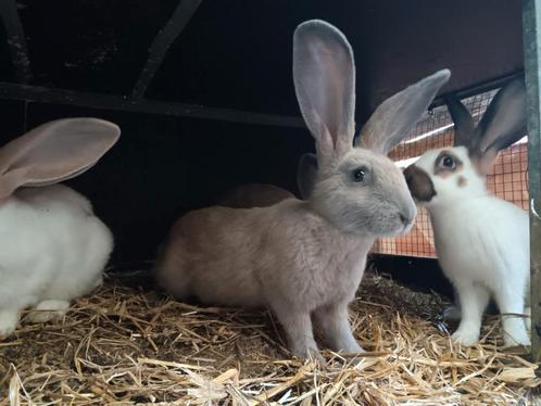 Tamme Vlinder konijnen zoeken nieuwe thuis, Dieren en Toebehoren, Konijnen