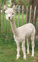 Alpaca ruin wit geboren mei 2022, Dieren en Toebehoren, Mannelijk