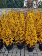 Forsythia, Tuin en Terras, Ophalen