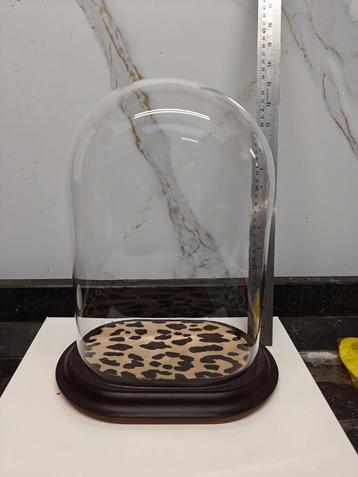 “Elegante Glazen Stolp op Houten Voet – Pure Klasse  !!! beschikbaar voor biedingen