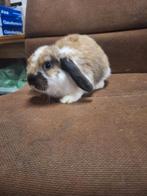 Hangoordwerg rammetje (nhd), Dieren en Toebehoren, Konijnen, Mannelijk, Dwerg, Hangoor, 0 tot 2 jaar