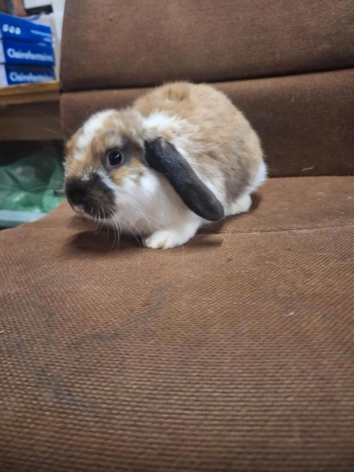 Hangoordwerg rammetje (nhd), Dieren en Toebehoren, Konijnen, Dwerg, Mannelijk, 0 tot 2 jaar, Hangoor