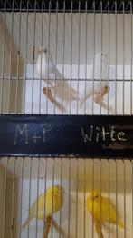 Kleurkanaries - wit, geel en ivoor, Dieren en Toebehoren, Kleurkanarie