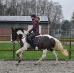 Mooie allround D pony ruin, Dieren en Toebehoren, Pony's, B, Ruin, Springpony, 3 tot 6 jaar