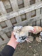 Te koop 10 euro voor 1 en voor 2 16€ voor meer info stuur, Dieren en Toebehoren, Pluimvee, Geslacht onbekend, Kip