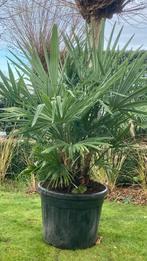 Palmboom 4stam Trachycarpus Fortunei winterhard, Tuin en Terras, Ophalen, Palmboom