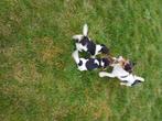 Jack russell tricolor pups van op de boerderij, Dieren en Toebehoren, België, Fokker | Hobbymatig, Jack Russell Terriër, 8 tot 15 weken