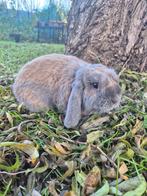 Nederlandse hangoordwerg ram Isabella, Dieren en Toebehoren, Konijnen, Mannelijk, Dwerg, Hangoor, 0 tot 2 jaar