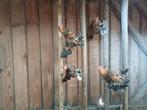 4 hanen Nederlandse Sabelpoot, Dieren en Toebehoren, Mannelijk, Kip