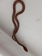 korenslangen, Animaux & Accessoires, Reptiles & Amphibiens, Serpent, Domestique, 0 à 2 ans