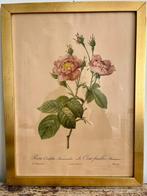 Cadre fleur botanique Redouté vintage 44 x 34 cm, Antiquités & Art