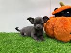 Chihuahua pups, Dieren en Toebehoren, België, 8 tot 15 weken, CDV (hondenziekte), Meerdere
