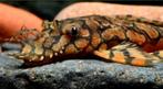 L519 rio intenez paruqua, Dieren en Toebehoren, Vissen | Aquariumvissen, Zoetwatervis