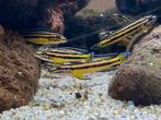 Julidochromis regani kipili cichlide, Dieren en Toebehoren, Vissen | Aquariumvissen
