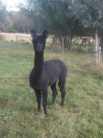 Drachtige merries, Juin, Femelle