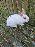 Dwergkonijn voedster, Dieren en Toebehoren, Vrouwelijk, Dwerg, 0 tot 2 jaar