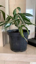 Dracaena 30 cm, Ophalen