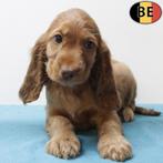 Prachtig nestje rode Engelse Cocker pups (Belgisch), België, CDV (hondenziekte), 8 tot 15 weken, Meerdere