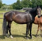 Fokmerrie aangeboden, Dieren en Toebehoren, Merrie, Dressuurpaard, 170 tot 175 cm, 7 tot 10 jaar