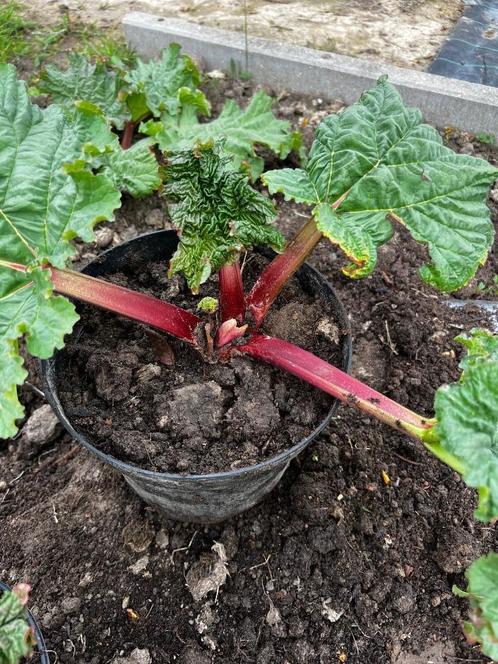Rabarber, vaste tuinplant, kruiden en anderen..., Tuin en Terras, Planten | Tuinplanten, Vaste plant, Fruitplanten, Ophalen of Verzenden