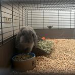 Nederlands hangoor konijn - inclusief binnen- buitenhok/ren, Dieren en Toebehoren, Hangoor