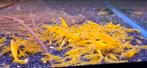 Gele garnalen/ sakura yellow /citroen, Dieren en Toebehoren, Vissen | Aquariumvissen, Kreeft, Krab of Garnaal
