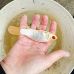 albino goudvis met donker rode ogen, Dieren en Toebehoren, Vissen | Vijvervissen, Goudvis(sen)